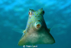 Curious box fish by Yoav Lavi 